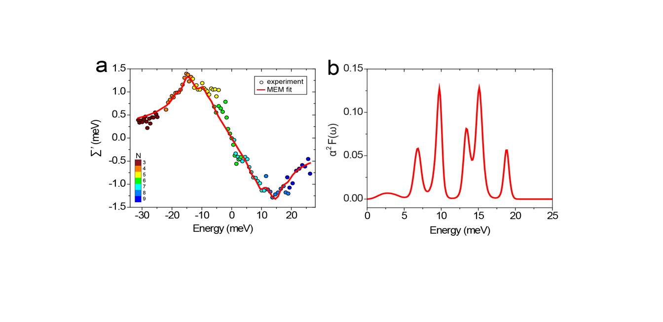 Determination of phonon modes in PbSe